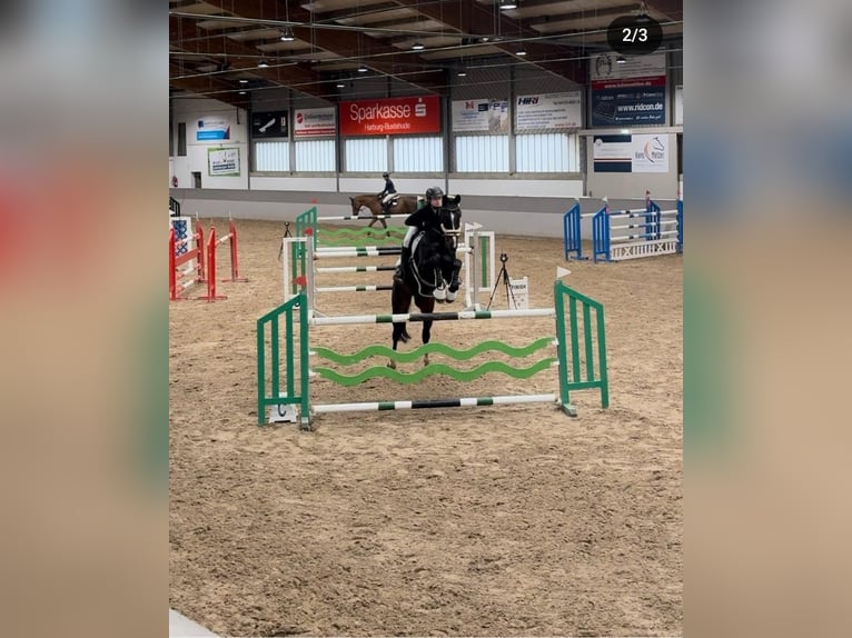 Oldenburger Springpferd Wallach 19 Jahre 170 cm Brauner in Winsen (Aller)