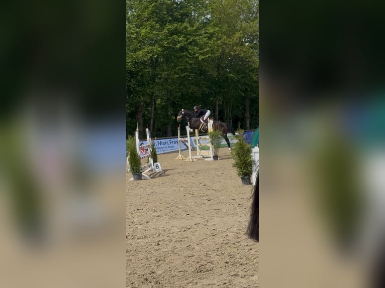 Oldenburger Springpferd Wallach 19 Jahre 170 cm Brauner in Winsen (Aller)