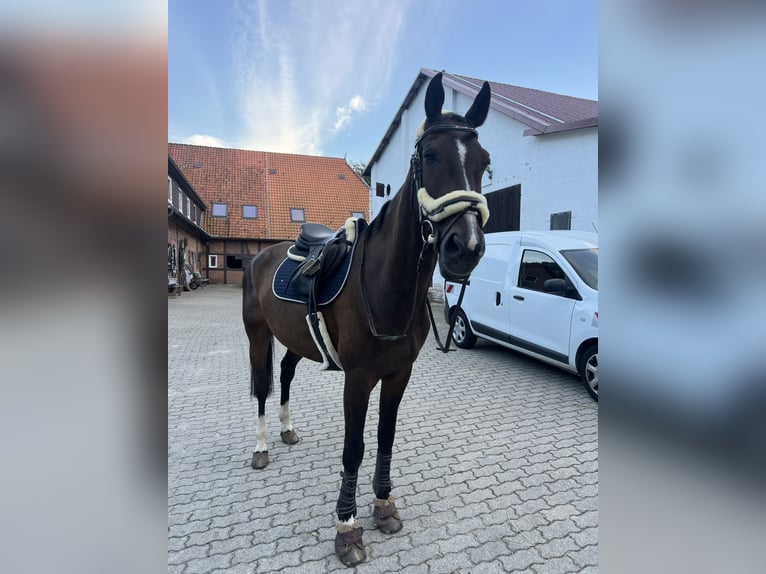 Oldenburger Springpferd Wallach 19 Jahre 170 cm Brauner in Winsen (Aller)