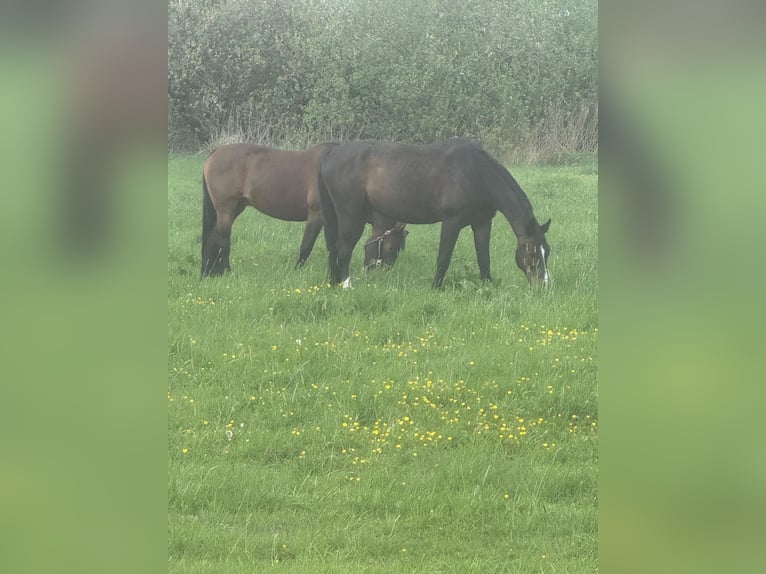 Oldenburger Springpferd Wallach 19 Jahre 170 cm Brauner in Winsen (Aller)