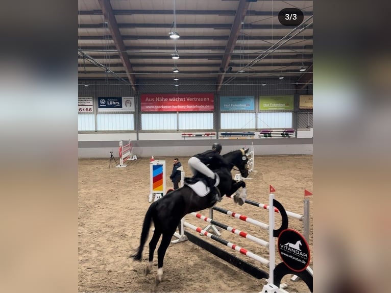 Oldenburger Springpferd Wallach 19 Jahre 170 cm Brauner in Winsen (Aller)