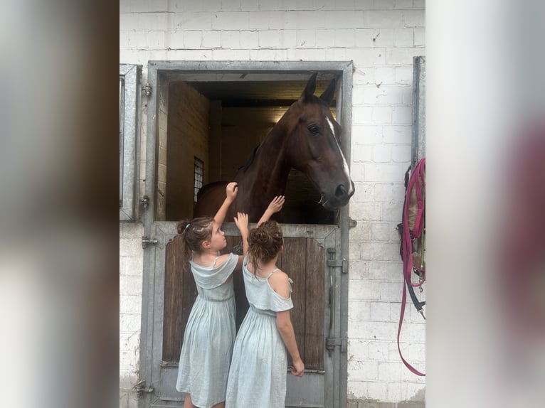 Oldenburger Springpferd Wallach 19 Jahre 170 cm Brauner in Winsen (Aller)