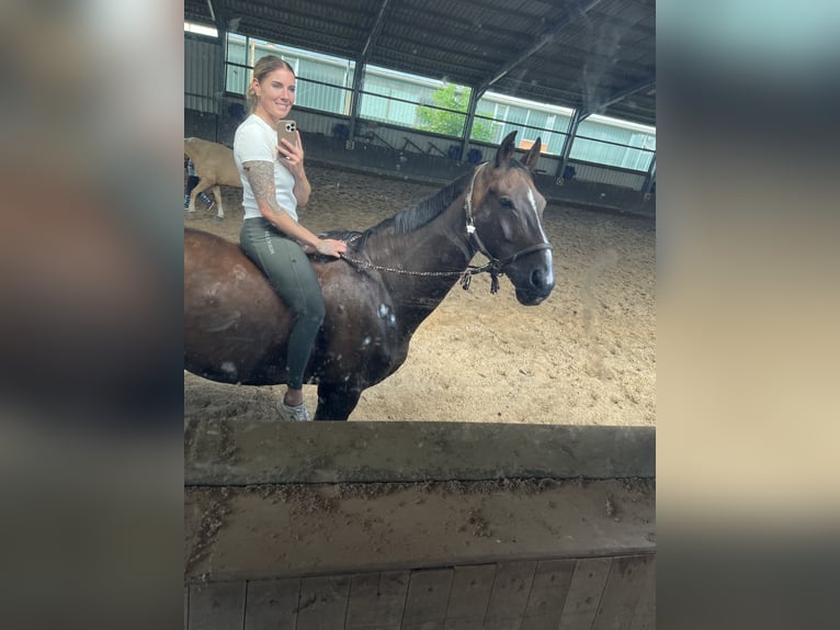 Oldenburger Springpferd Wallach 19 Jahre 170 cm Brauner in Winsen (Aller)