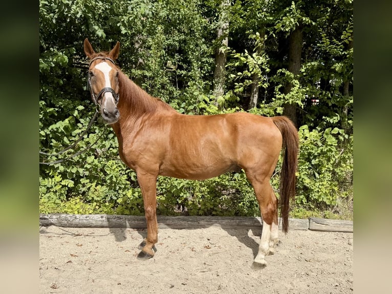 Oldenburger Springpferd Wallach 19 Jahre 175 cm Fuchs in Davidschlag