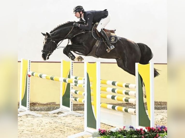 Oldenburger Springpferd Wallach 1 Jahr 157 cm Brauner in Suszec