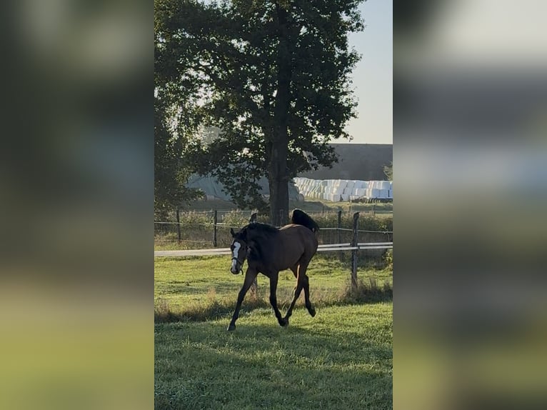 Oldenburger Springpferd Wallach 1 Jahr 157 cm Brauner in Suszec