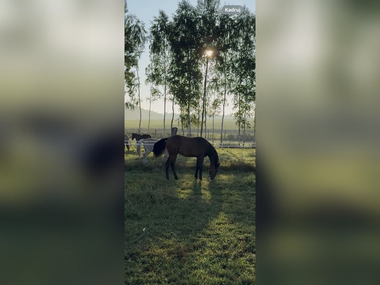 Oldenburger Springpferd Wallach 1 Jahr 157 cm Brauner in Suszec