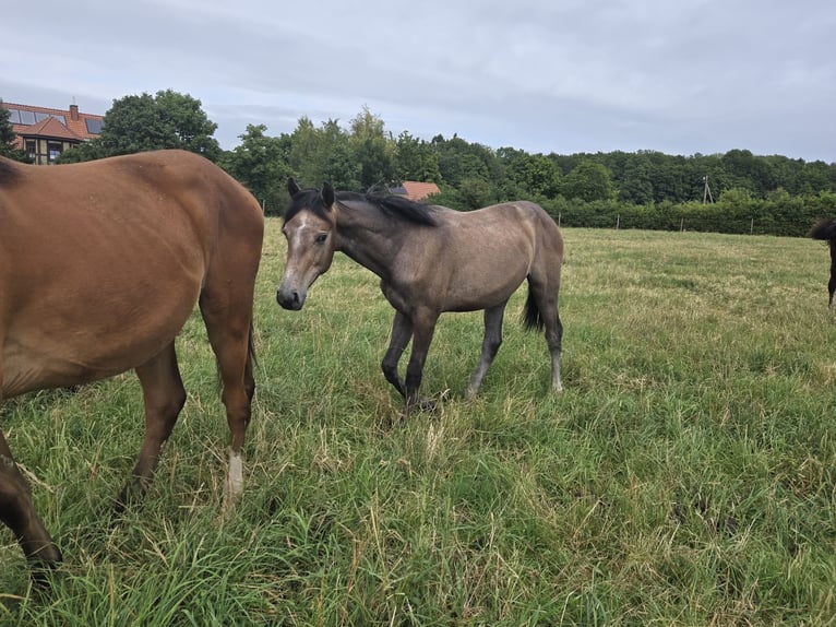 Oldenburger Springpferd Wallach 1 Jahr Schimmel in Hessisch Oldendorf