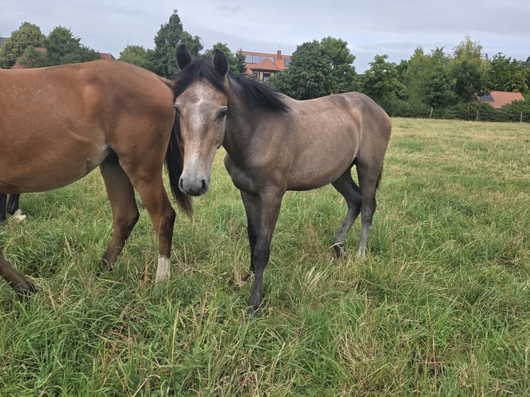 Oldenburger Springpferd Wallach 1 Jahr Schimmel in Hessisch Oldendorf