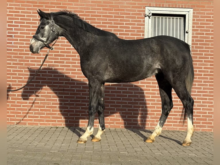 Oldenburger Springpferd Wallach 2 Jahre 158 cm Schimmel in Zieuwent