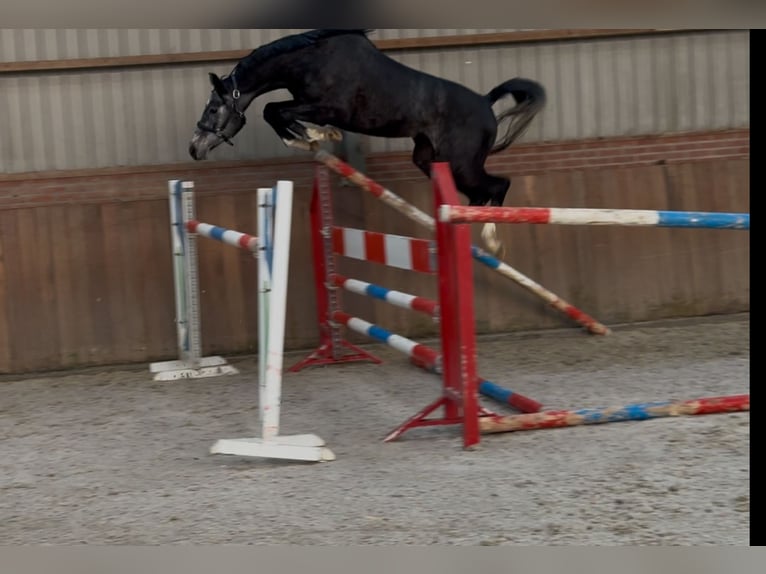 Oldenburger Springpferd Wallach 2 Jahre 158 cm Schimmel in Zieuwent