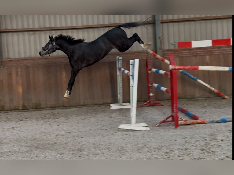Oldenburger Springpferd Wallach 2 Jahre 158 cm Schimmel in Zieuwent