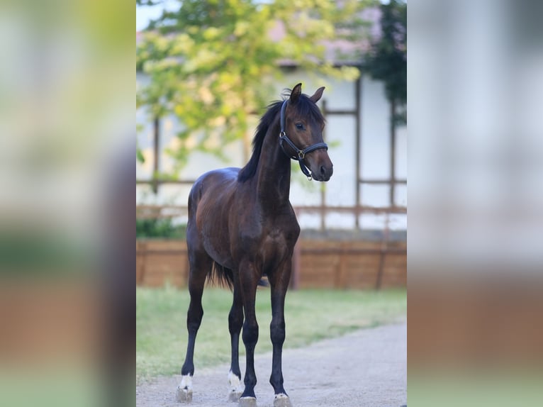 Oldenburger Springpferd Wallach 2 Jahre 160 cm Dunkelbrauner in Britovka