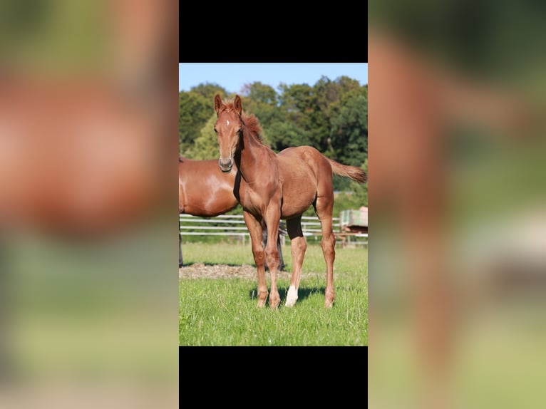 Oldenburger Springpferd Wallach 2 Jahre 162 cm Fuchs in Gro&#xDF;ostheim