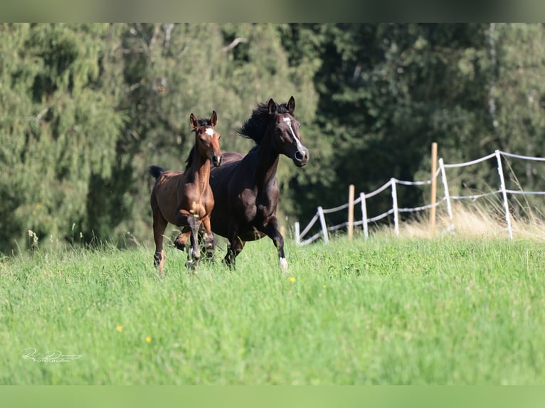 Oldenburger Springpferd Wallach 2 Jahre 167 cm Brauner in Anhausen