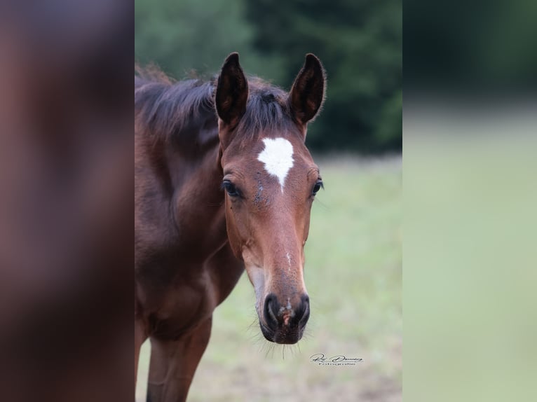 Oldenburger Springpferd Wallach 2 Jahre 167 cm Brauner in Anhausen