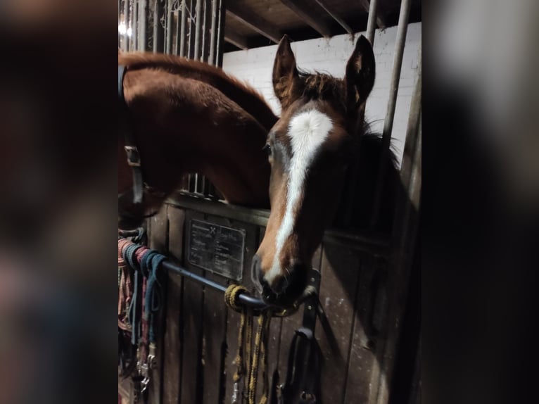 Oldenburger Springpferd Wallach 2 Jahre 168 cm Dunkelbrauner in Garbsen