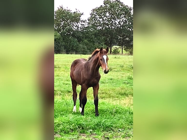 Oldenburger Springpferd Wallach 2 Jahre 168 cm Dunkelbrauner in Garbsen