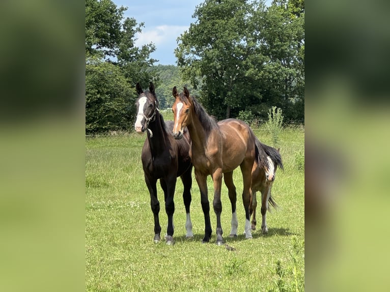 Oldenburger Springpferd Wallach 2 Jahre 168 cm Dunkelbrauner in Garbsen