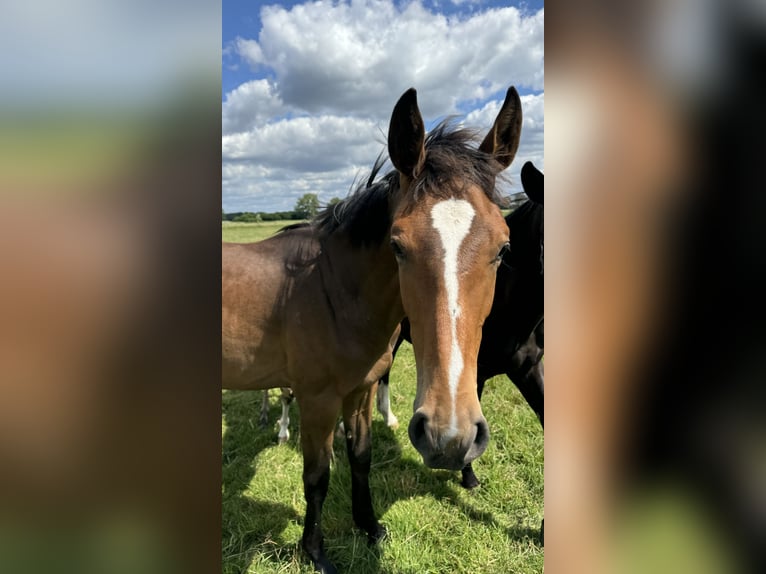 Oldenburger Springpferd Wallach 2 Jahre 168 cm Dunkelbrauner in Garbsen