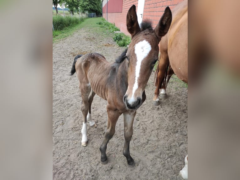 Oldenburger Springpferd Wallach 2 Jahre 168 cm Dunkelbrauner in Garbsen