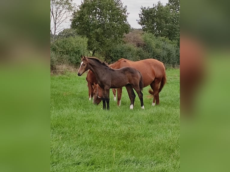 Oldenburger Springpferd Wallach 2 Jahre 168 cm Dunkelbrauner in Garbsen