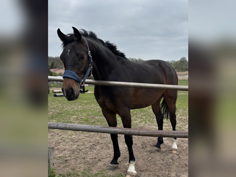 Oldenburger Springpferd Wallach 2 Jahre 170 cm Schwarzbrauner in Glaubitz