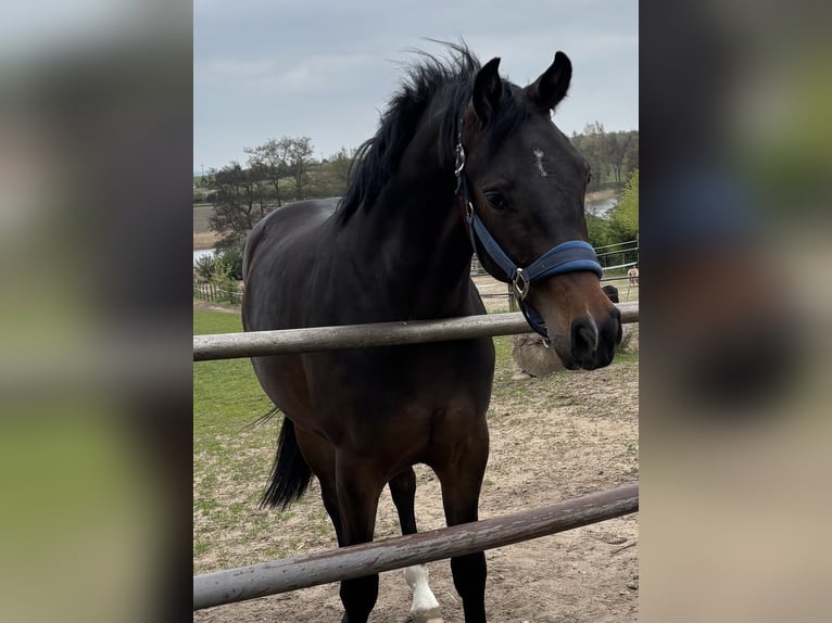 Oldenburger Springpferd Wallach 2 Jahre 170 cm Schwarzbrauner in Glaubitz
