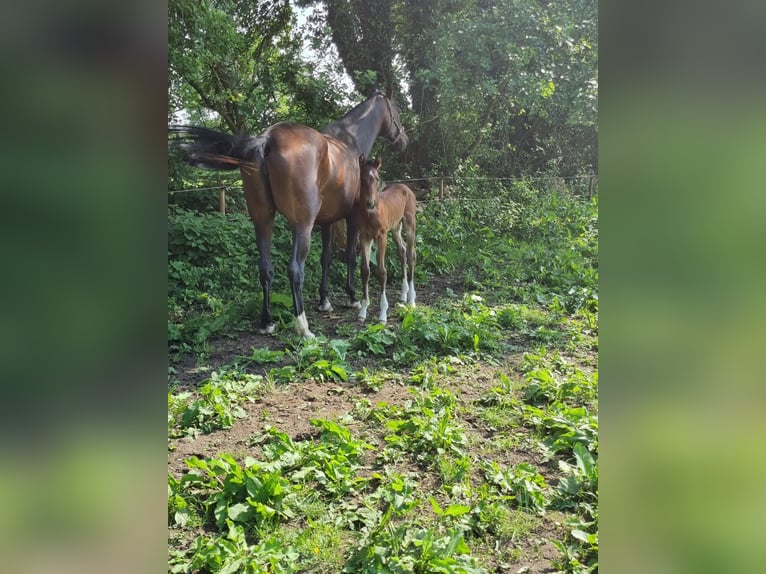 Oldenburger Springpferd Wallach 2 Jahre 172 cm Brauner in Eggebek