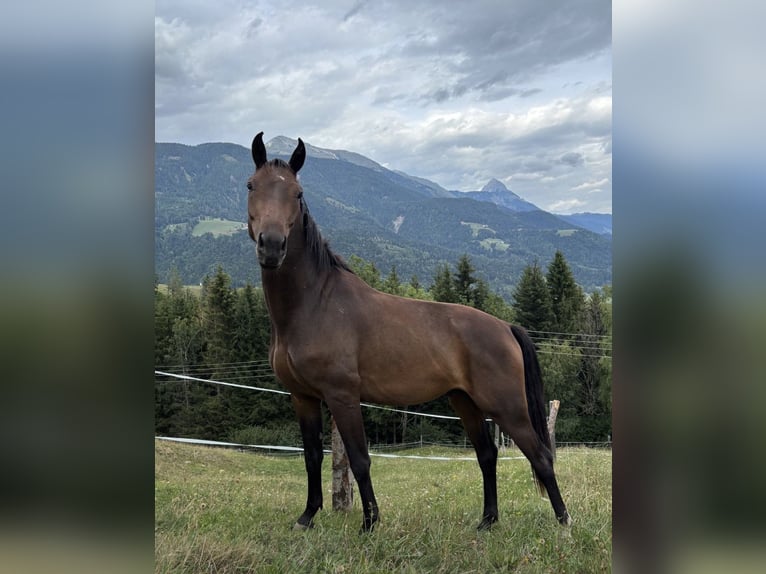 Oldenburger Springpferd Wallach 2 Jahre Brauner in Jenig