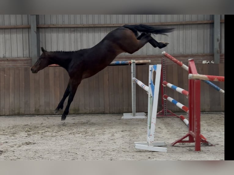 Oldenburger Springpferd Wallach 3 Jahre 160 cm Dunkelbrauner in Zieuwent