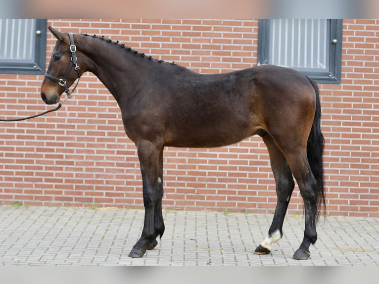 Oldenburger Springpferd Wallach 3 Jahre 160 cm Dunkelbrauner in Zieuwent