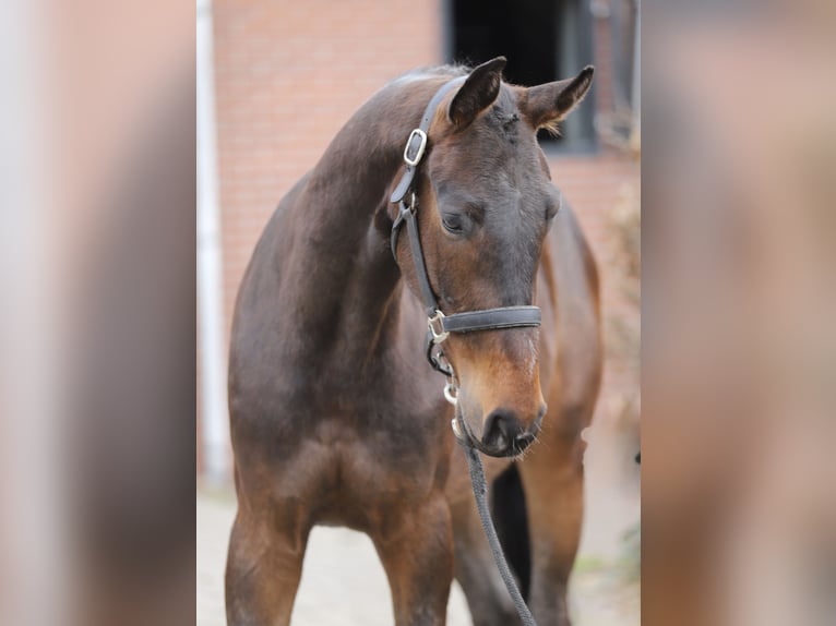 Oldenburger Springpferd Wallach 3 Jahre 160 cm Dunkelbrauner in Zieuwent