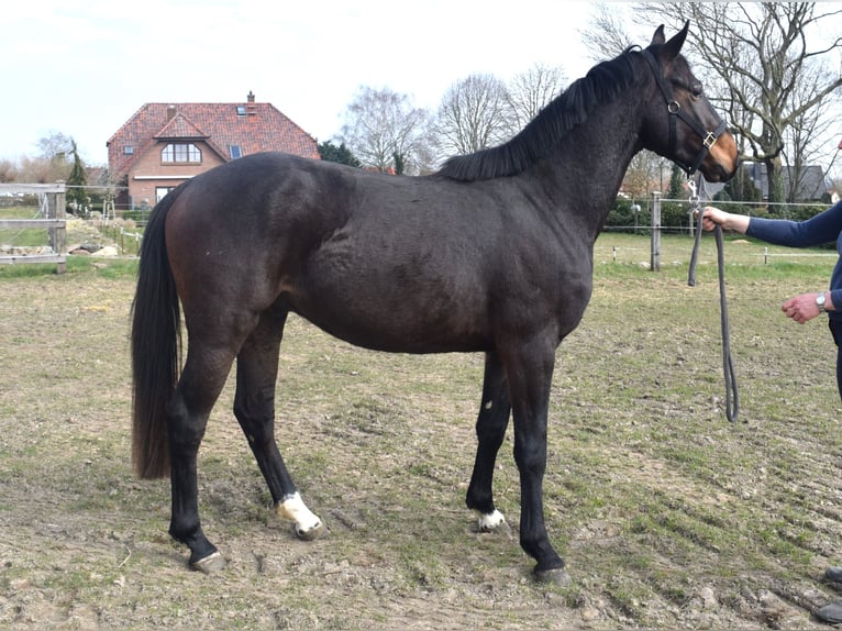Oldenburger Springpferd Wallach 3 Jahre 161 cm Dunkelbrauner in SATOW