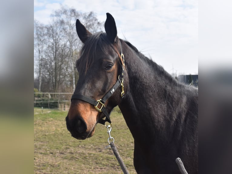 Oldenburger Springpferd Wallach 3 Jahre 161 cm Dunkelbrauner in SATOW