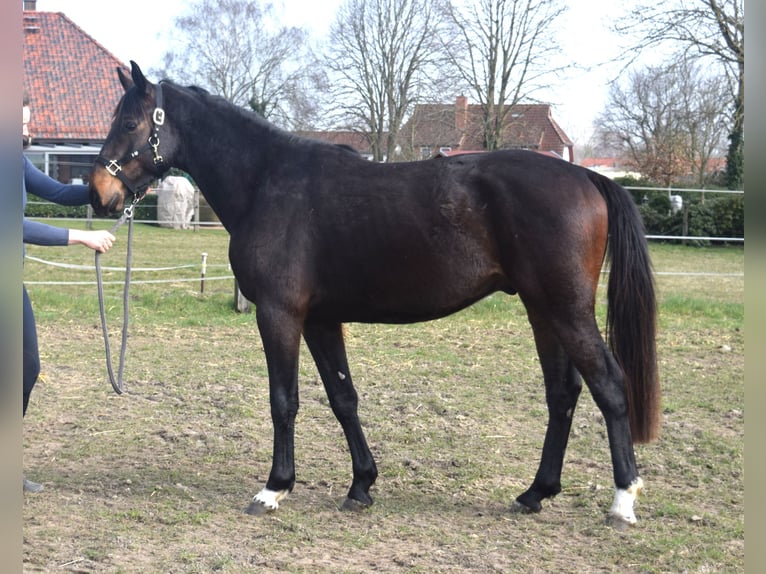 Oldenburger Springpferd Wallach 3 Jahre 161 cm Dunkelbrauner in SATOW