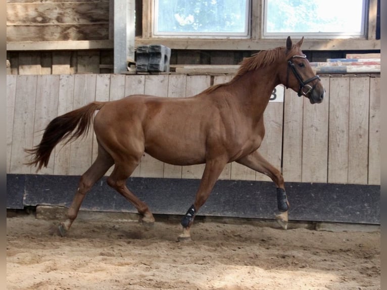 Oldenburger Springpferd Wallach 3 Jahre 163 cm Fuchs in Seedorf