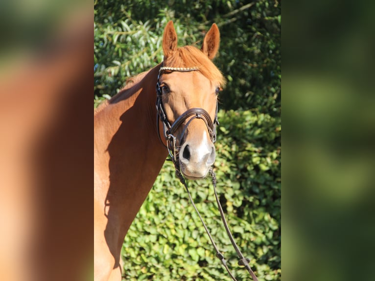 Oldenburger Springpferd Wallach 3 Jahre 163 cm Fuchs in Seedorf