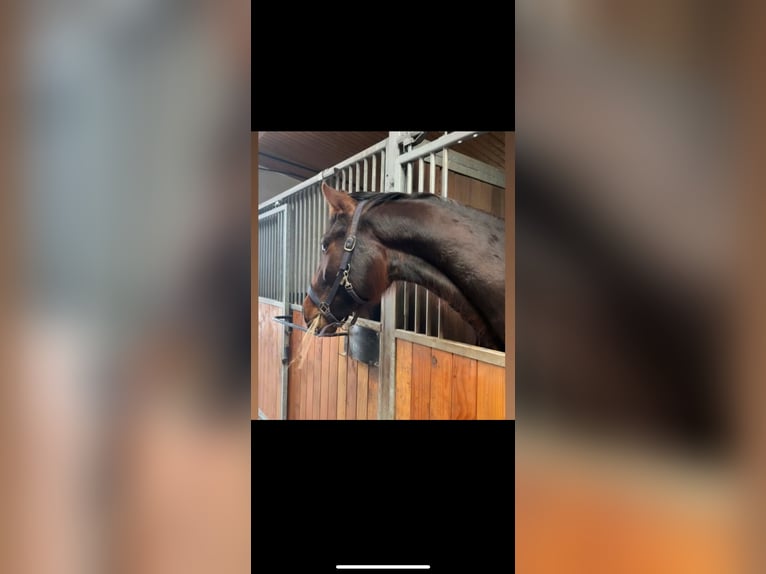 Oldenburger Springpferd Wallach 3 Jahre 165 cm Brauner in Hünxe