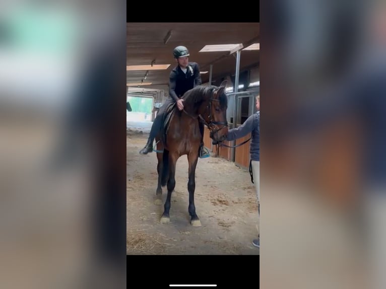 Oldenburger Springpferd Wallach 3 Jahre 165 cm Brauner in Hünxe