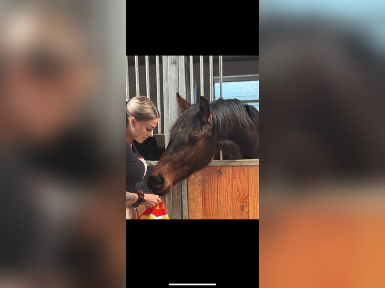 Oldenburger Springpferd Wallach 3 Jahre 165 cm Brauner in Hünxe