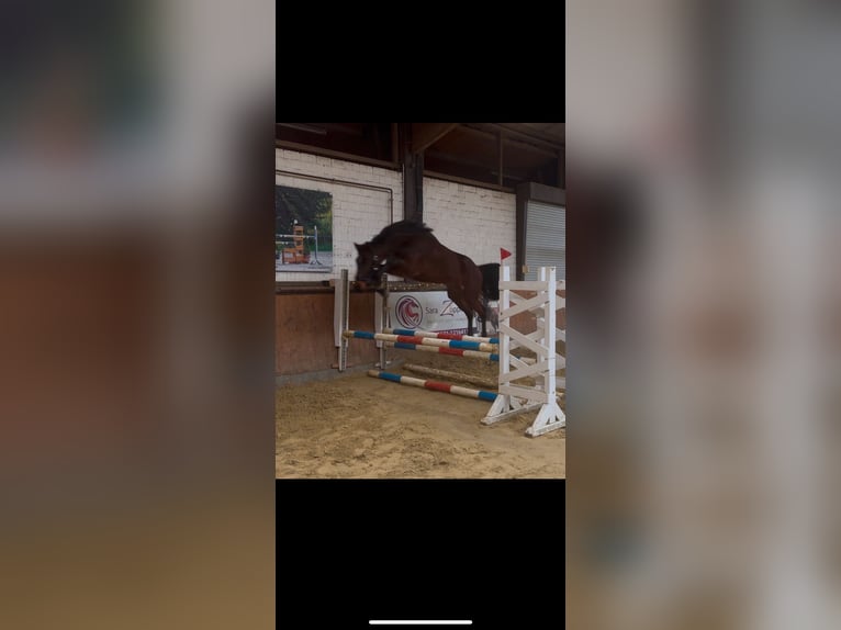 Oldenburger Springpferd Wallach 3 Jahre 165 cm Brauner in Hünxe