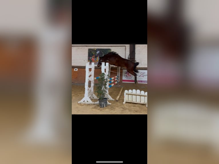 Oldenburger Springpferd Wallach 3 Jahre 165 cm Brauner in Hünxe