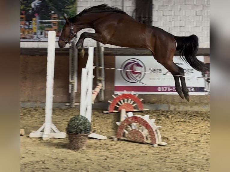 Oldenburger Springpferd Wallach 3 Jahre 165 cm Brauner in H&#xFC;nxe