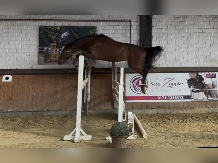 Oldenburger Springpferd Wallach 3 Jahre 165 cm Brauner in H&#xFC;nxe