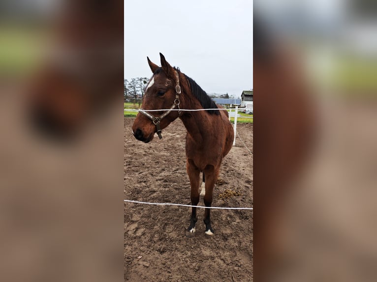 Oldenburger Springpferd Wallach 3 Jahre 165 cm Brauner in Les Avenières Veyrins-Thuellin