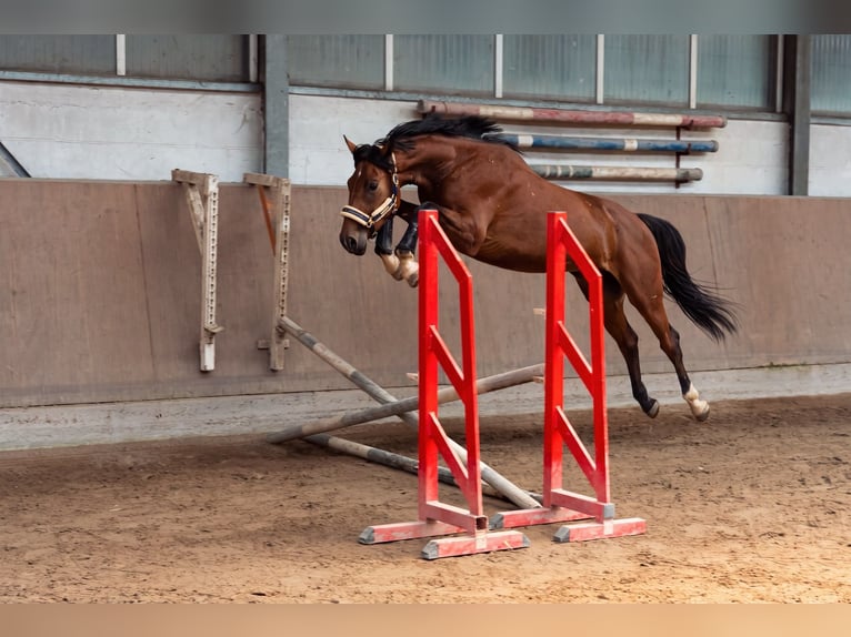 Oldenburger Springpferd Wallach 3 Jahre 165 cm Brauner in Überherrn