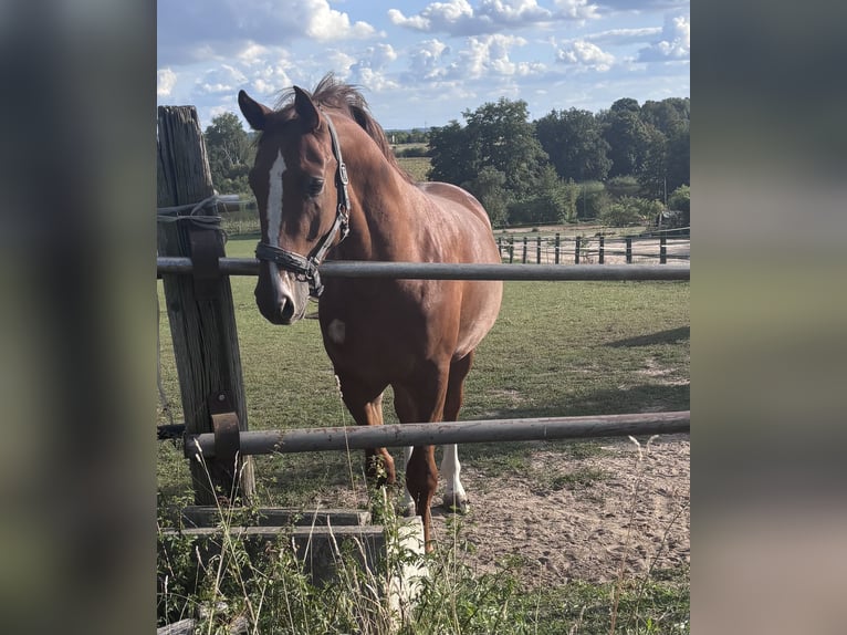 Oldenburger Springpferd Wallach 3 Jahre 165 cm Fuchs in GlaubitzNünchritz