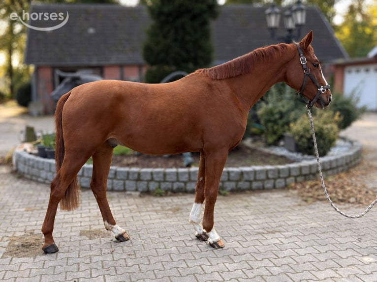 Oldenburger Springpferd Wallach 3 Jahre 166 cm Fuchs in Gehrde
