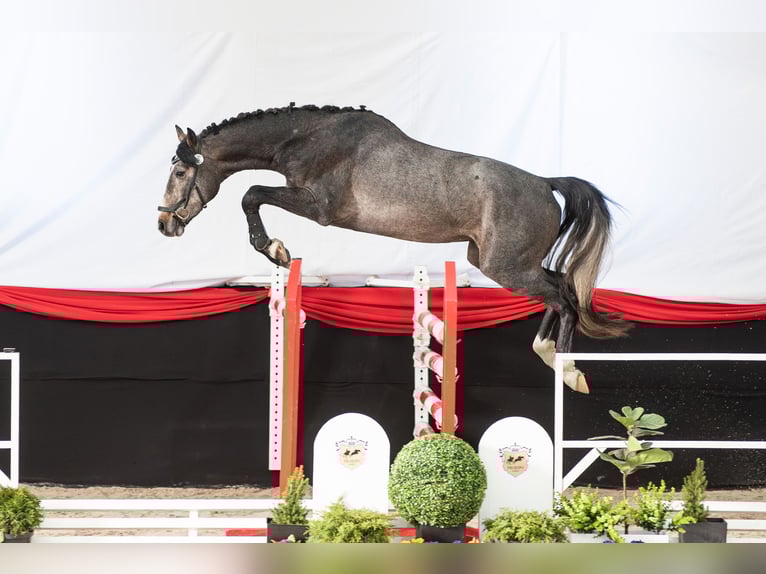 Oldenburger Springpferd Wallach 3 Jahre 166 cm Kann Schimmel werden in Wysin